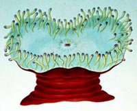 Photo:Hexacorallia of the World, D. Foutin 